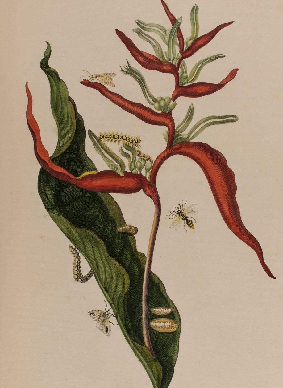1705年に出版された「Metamorphosis insectorum Surinamensium」のイラスト。Ofte Verandering der Surinaamsche Insecten」（1705年出版）の図版（彩色済み彫刻）。 作： マリア・ジビーラ・グラフ（後）メリアン