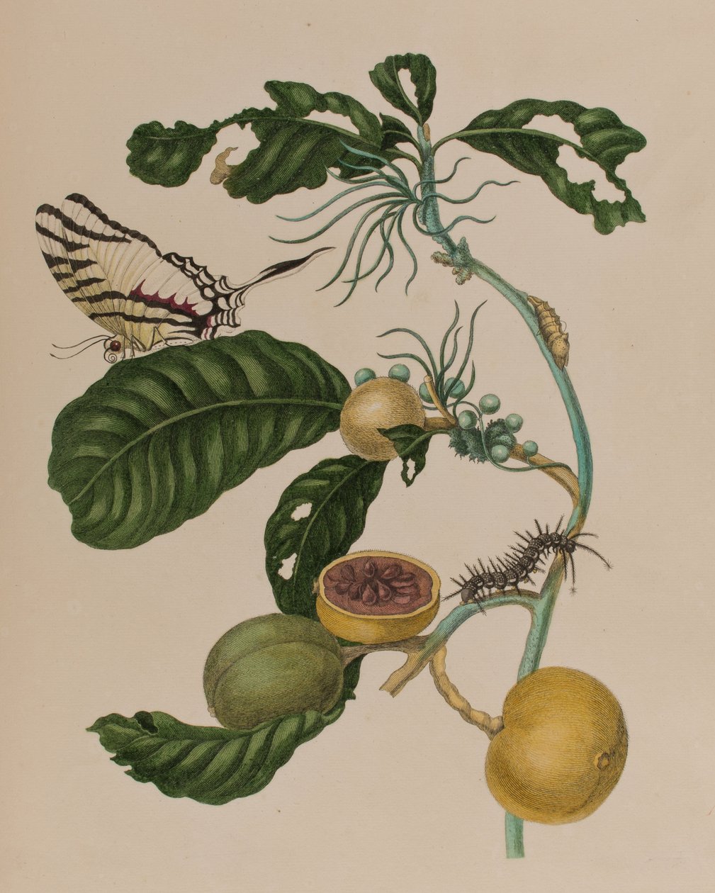 1705年に出版された「Metamorphosis insectorum Surinamensium」のイラスト。Ofte Verandering der Surinaamsche Insecten」（1705年出版）の図版（彩色済み彫刻）。 作： マリア・ジビーラ・グラフ（後）メリアン
