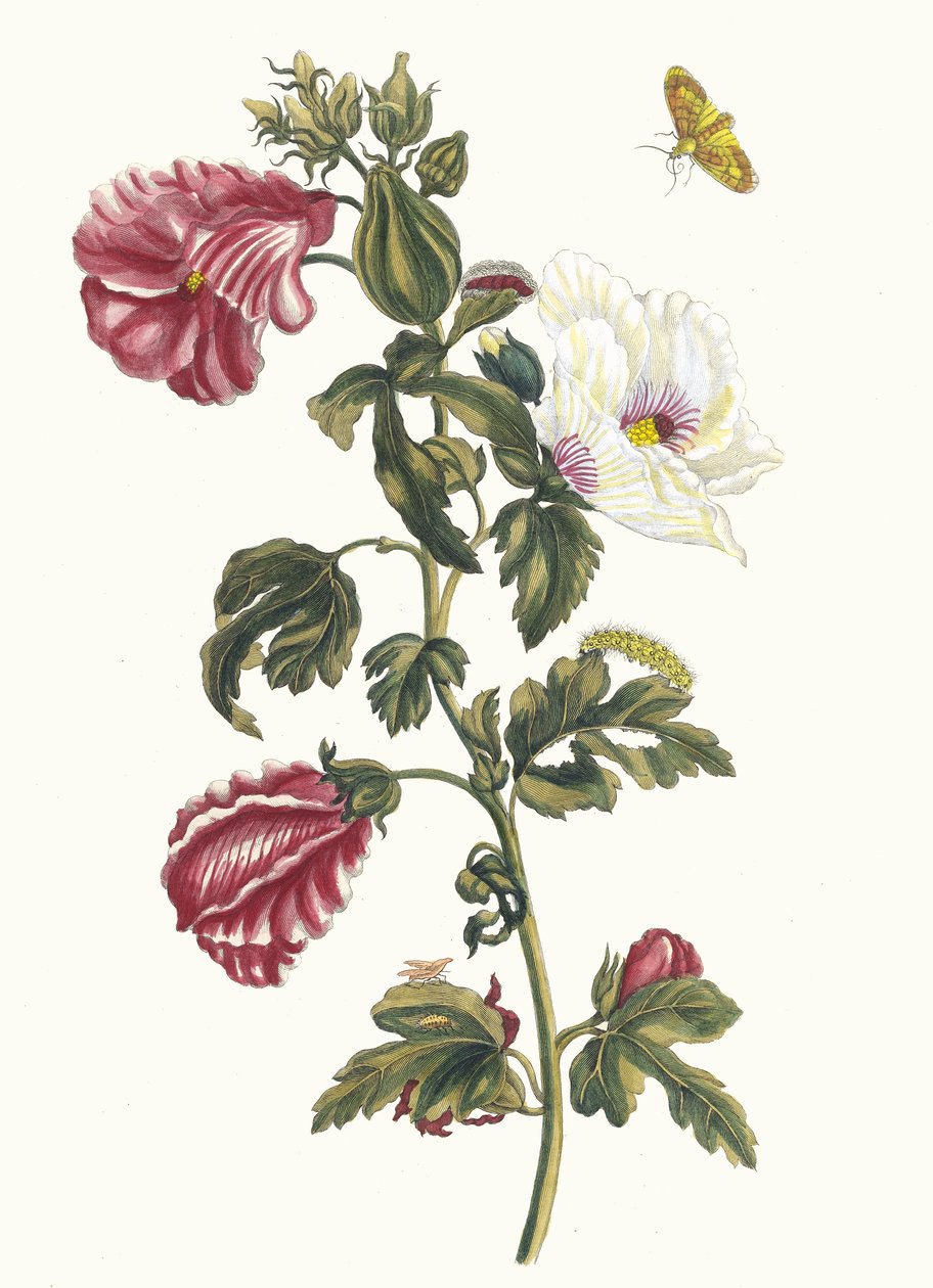 アルテア。 1705 年に『Metamorphosisinstorum Surinamensium』という本から。 作： マリア・シビラ・メリアン