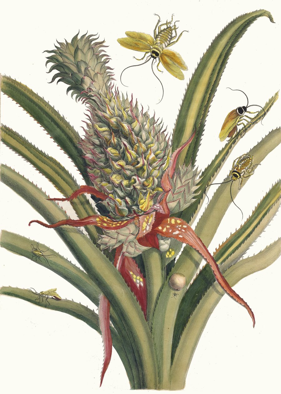 アナナス。 1705 年に『Metamorphosisinstorum Surinamensium』という本から。 作： マリア・シビラ・メリアン