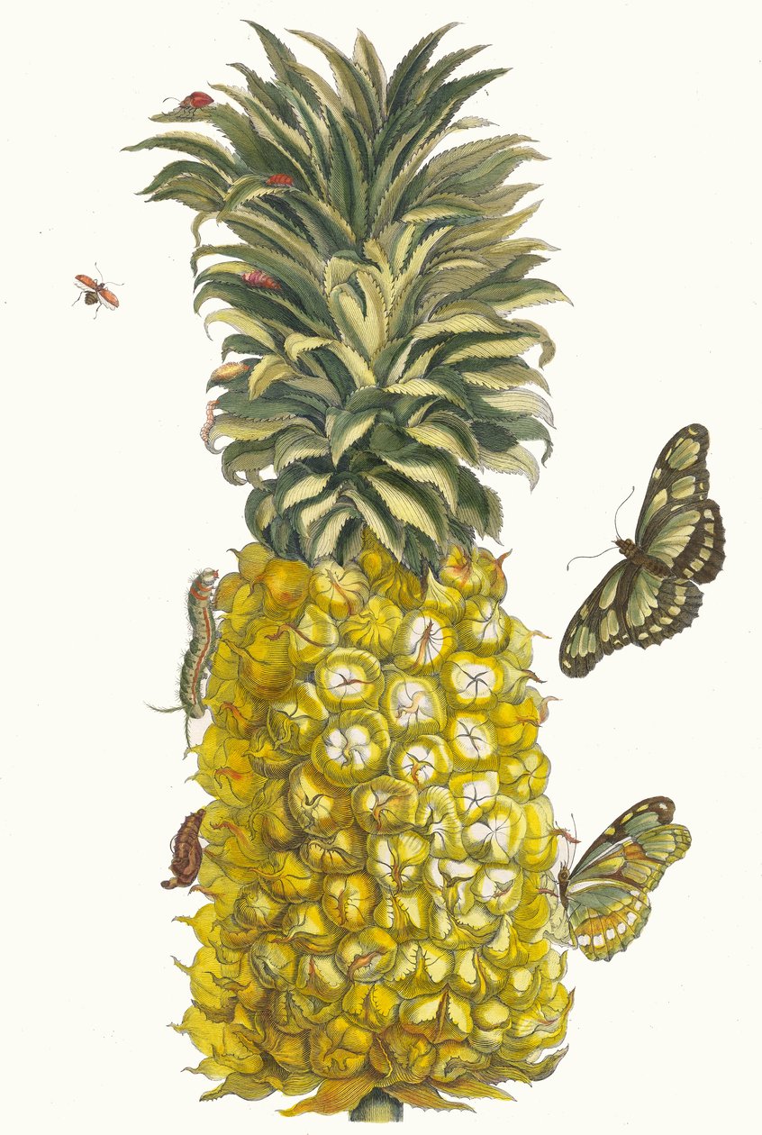 アナナス・ムール。 1705 年に『Metamorphosisinstorum Surinamensium』という本から。 作： マリア・シビラ・メリアン