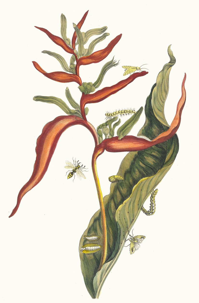 バリア。 1705 年に『Metamorphosisinstorum Surinamensium』という本から。 作： マリア・シビラ・メリアン
