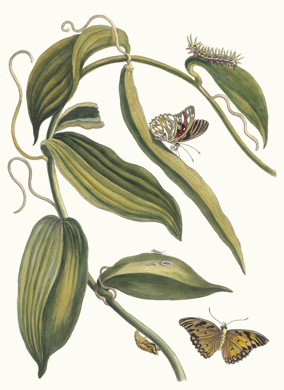 バニラ。 1705 年に『Metamorphosisinstorum Surinamensium』という本から。 作： マリア・シビラ・メリアン