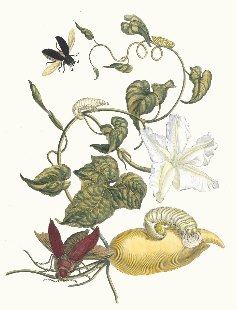 バタテ。 1705 年に『Metamorphosisinstorum Surinamensium』という本から。 作： マリア・シビラ・メリアン