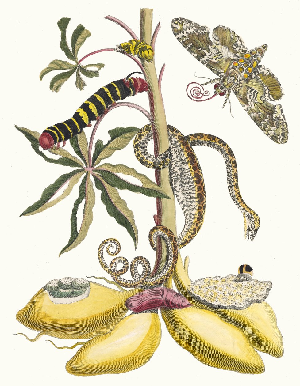 キャッサバ。 1705 年に『Metamorphosisinstorum Surinamensium』という本から。 作： マリア・シビラ・メリアン