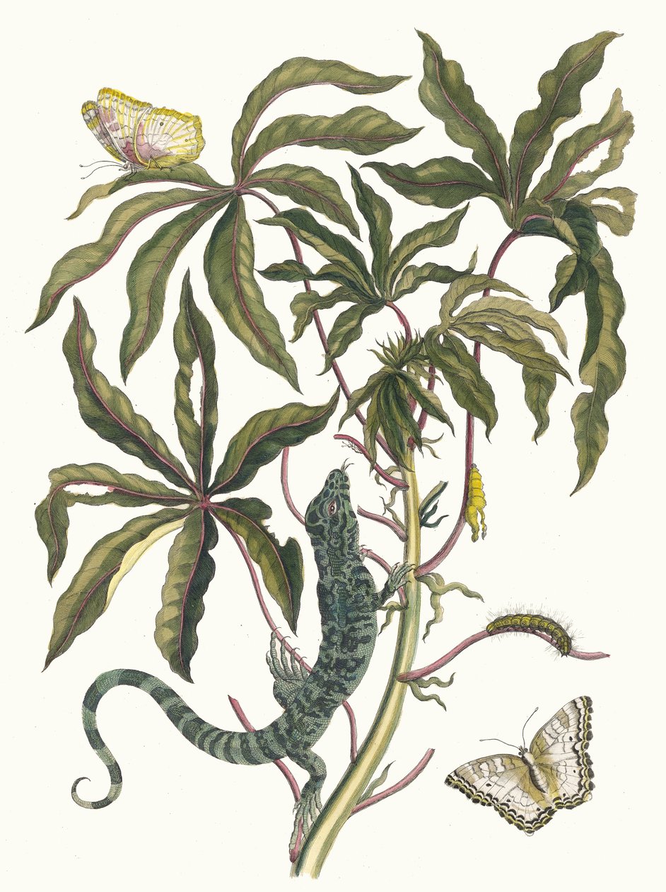 キャッサバ。 1705 年に『Metamorphosisinstorum Surinamensium』という本から。 作： マリア・シビラ・メリアン