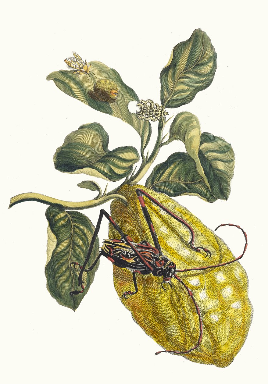 シトロニエ。 1705 年に『Metamorphosisinstorum Surinamensium』という本から。 作： マリア・シビラ・メリアン