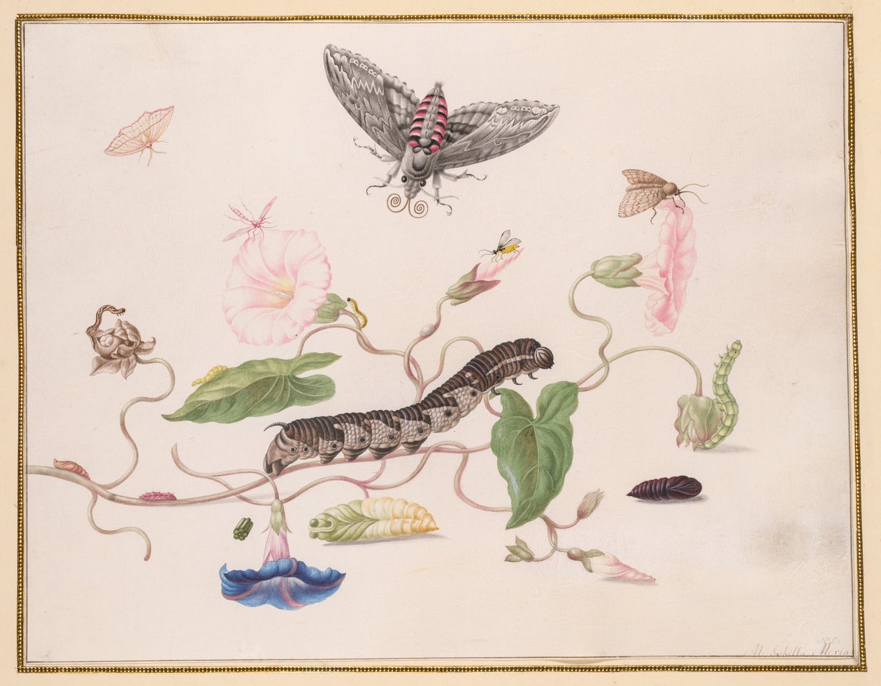 Convolvulus Hawk Moth のヒルガオと変態 作： マリア・シビラ・メリアン