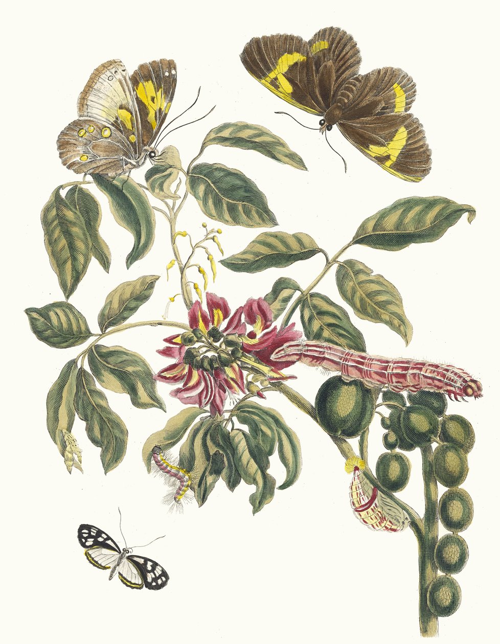 コロニラ アメリカーナ樹木。 スリナムの昆虫の本変態、1705年から。 作： マリア・シビラ・メリアン