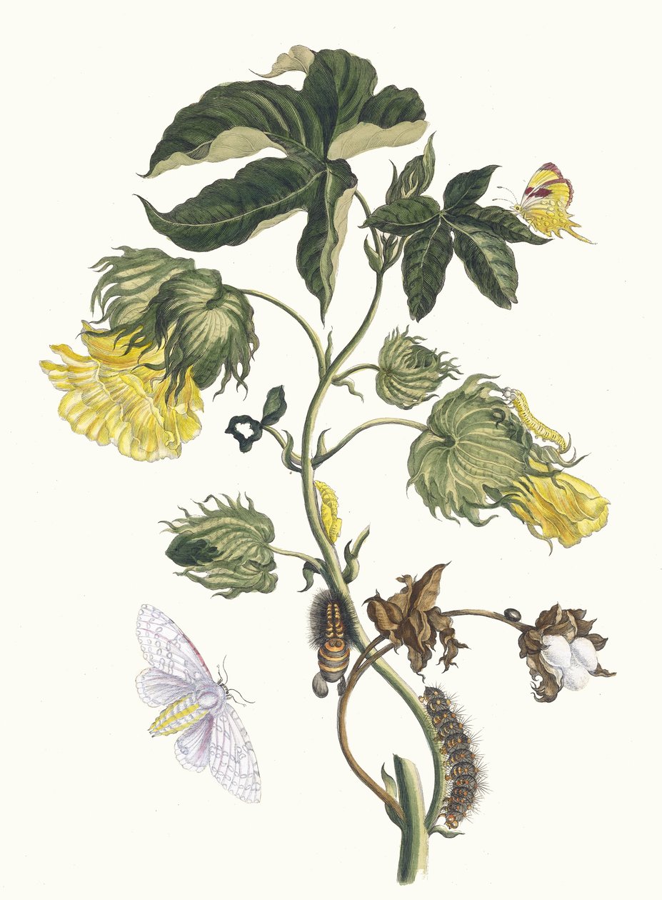 コトニエ。 1705 年に『Metamorphosisinstorum Surinamensium』という本から。 作： マリア・シビラ・メリアン