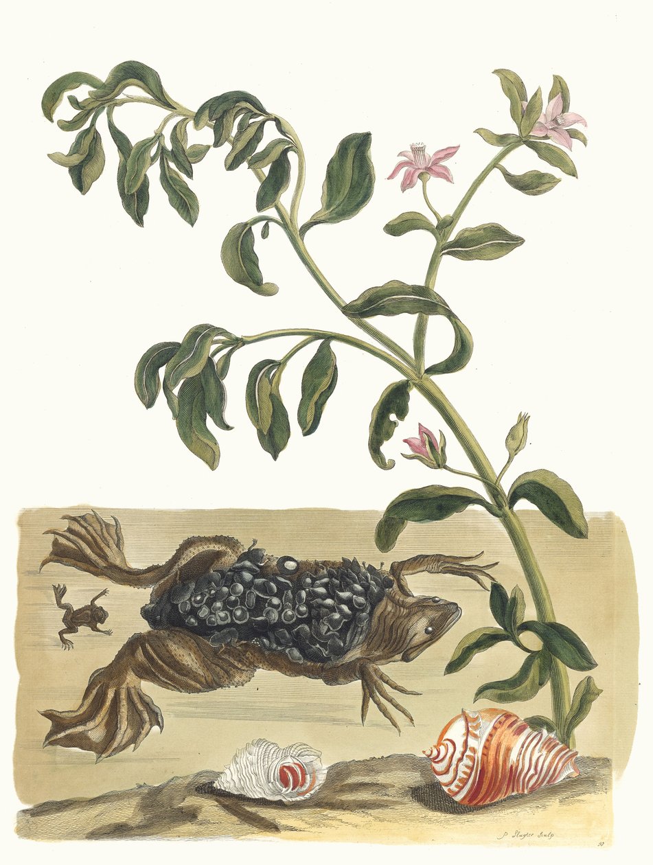 クレソン。 1705 年に『Metamorphosisinstorum Surinamensium』という本から。 作： マリア・シビラ・メリアン