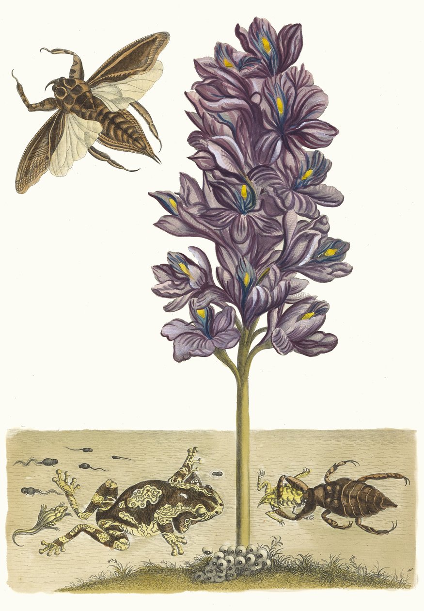 Eichhornia crassipes。 1705 年に『Metamorphosisinstorum Surinamensium』という本から。 作： マリア・シビラ・メリアン