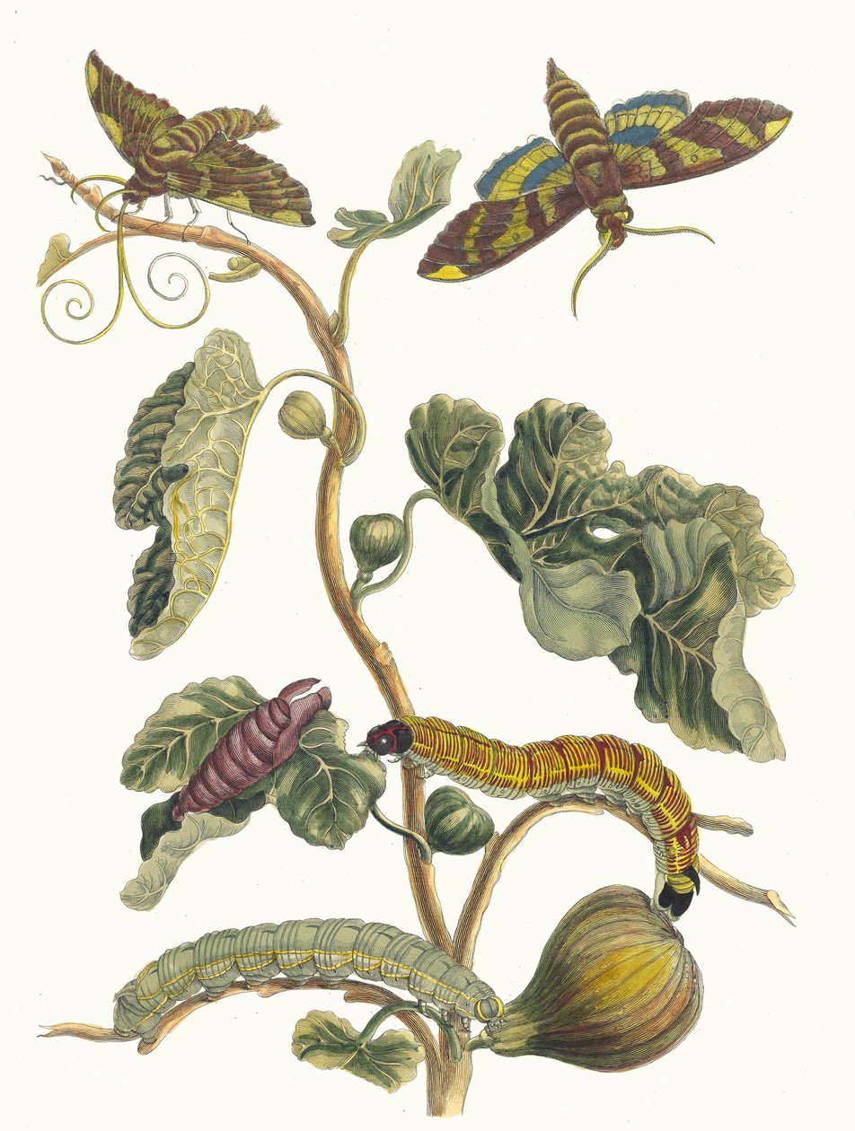 フィギュアエ・ダメリク。 1705 年に『Metamorphosisinstorum Surinamensium』という本から。 作： マリア・シビラ・メリアン