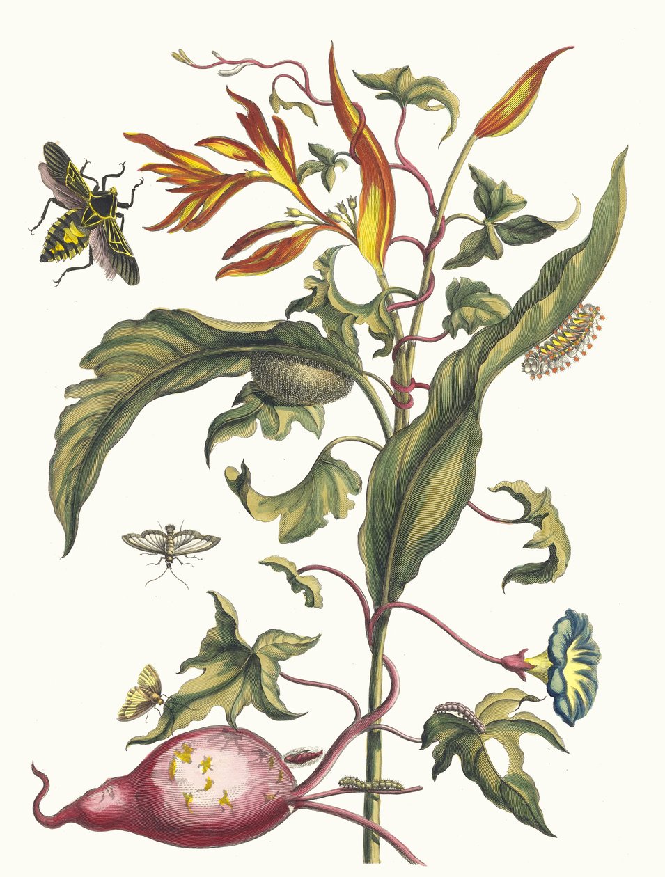 Ipomoea batatas と Heliconia psittacum。 1705年、『変態昆虫学』より。 作： マリア・シビラ・メリアン