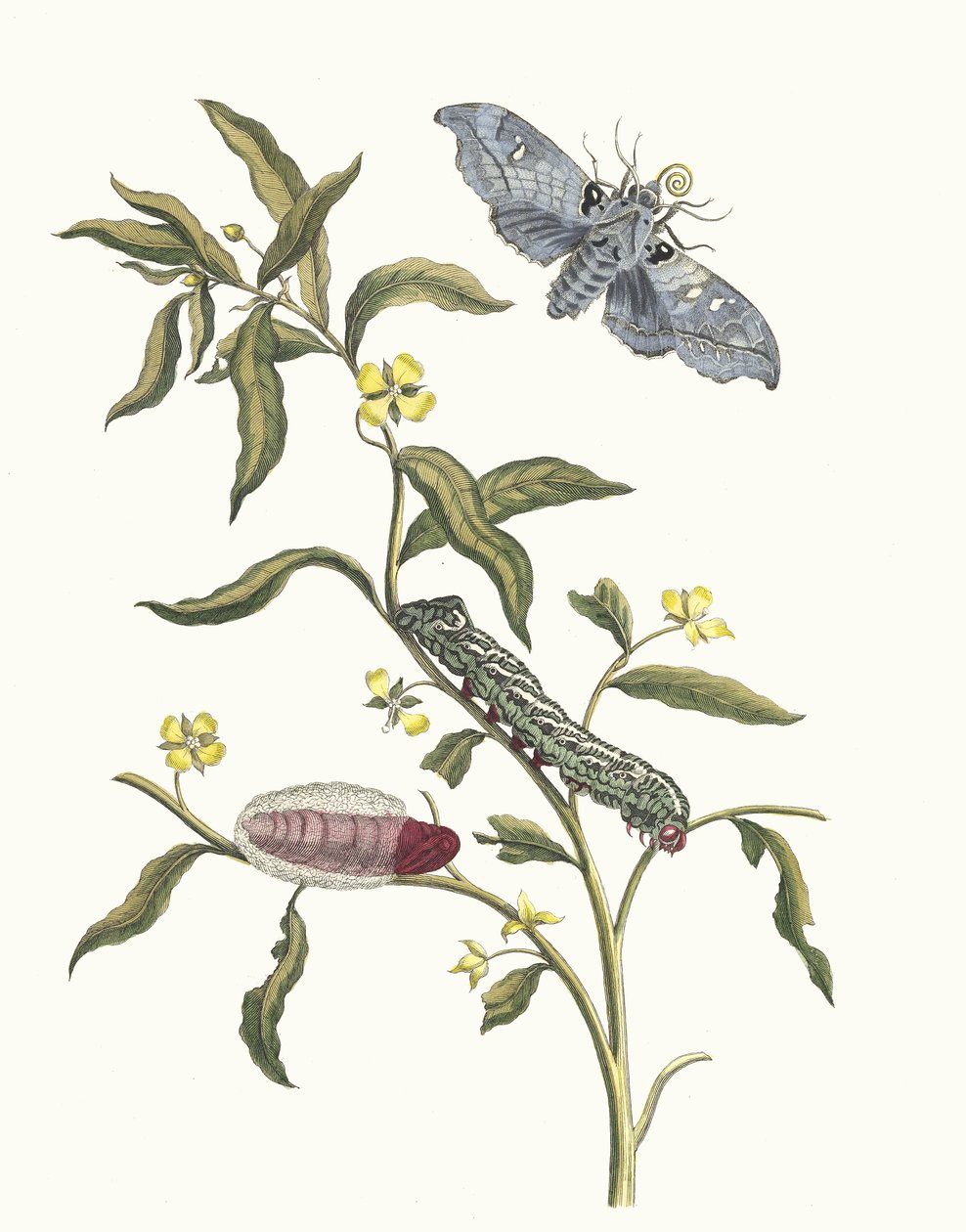 ルドウィジア オクトバルビス。 1705 年に『Metamorphosisinstorum Surinamensium』という本から。 作： マリア・シビラ・メリアン