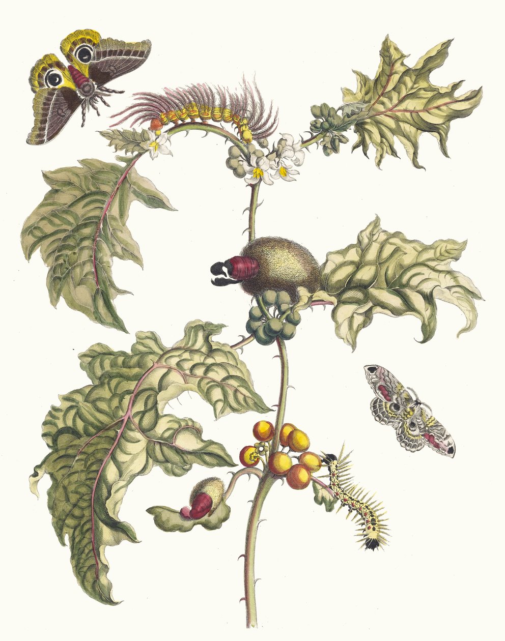マッカイ。 1705 年に『Metamorphosisinstorum Surinamensium』という本から。 作： マリア・シビラ・メリアン