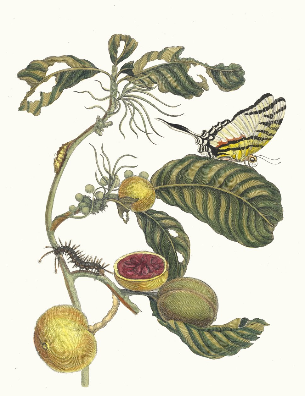 マーマレード ドゥージェス ブーム。 1705 年に『Metamorphosisinstorum Surinamensium』という本から。 作： マリア・シビラ・メリアン