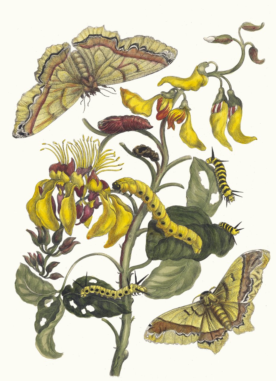パリサイデンブーム。 1705 年に『Metamorphosisinstorum Surinamensium』という本から。 作： マリア・シビラ・メリアン
