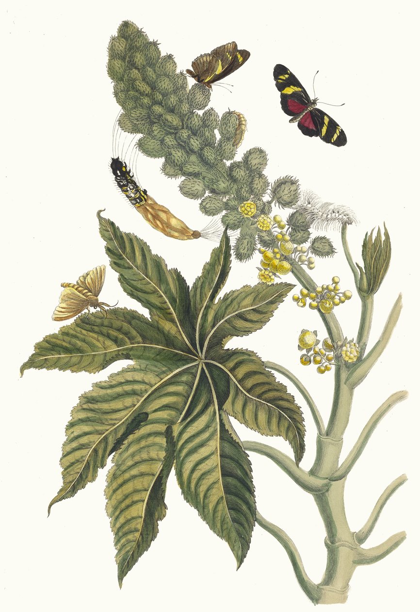 パルマ・クリスティ。 1705 年に『Metamorphosisinstorum Surinamensium』という本から。 作： マリア・シビラ・メリアン