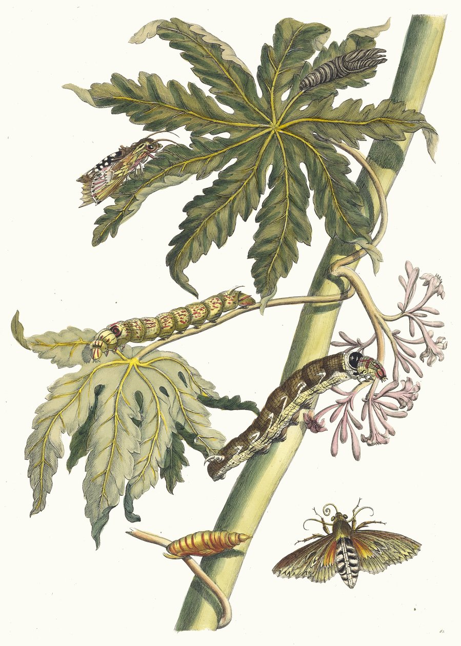 パパイ。 1705 年に『Metamorphosisinstorum Surinamensium』という本から。 作： マリア・シビラ・メリアン