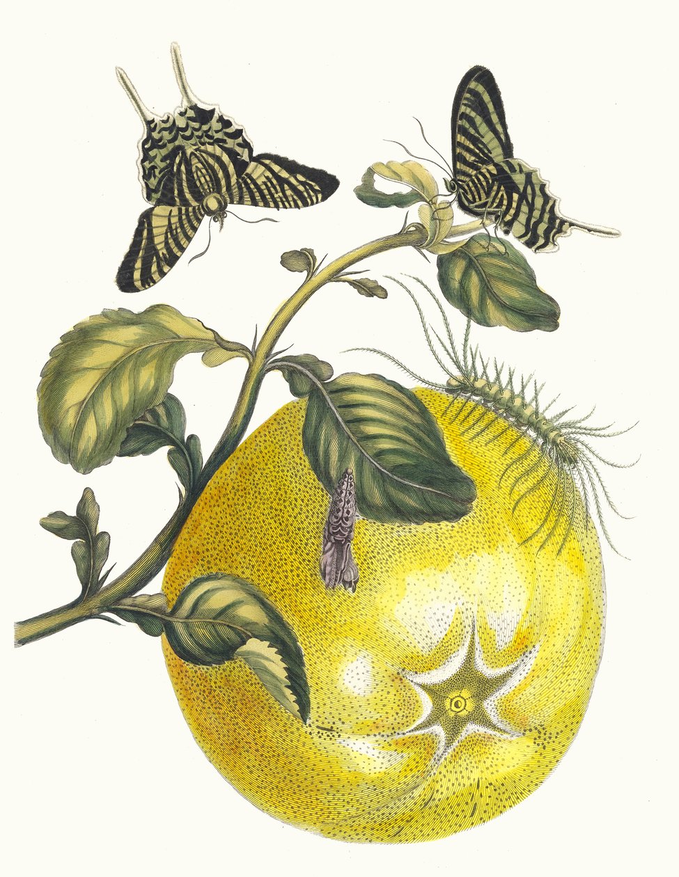 ポンペルムース。 1705 年に『Metamorphosisinstorum Surinamensium』という本から。 作： マリア・シビラ・メリアン