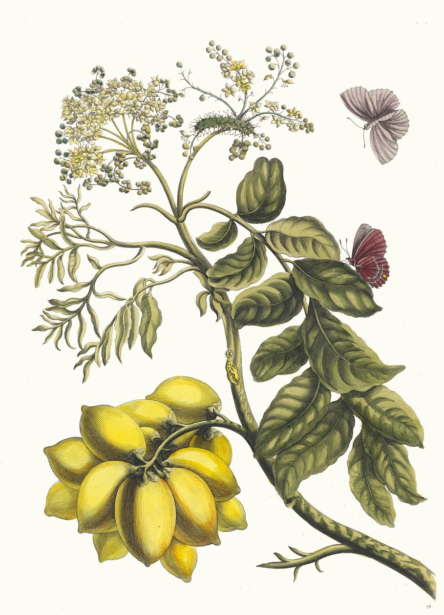 プルニエ・ダメリク。 1705 年に『Metamorphosisinstorum Surinamensium』という本から。 作： マリア・シビラ・メリアン