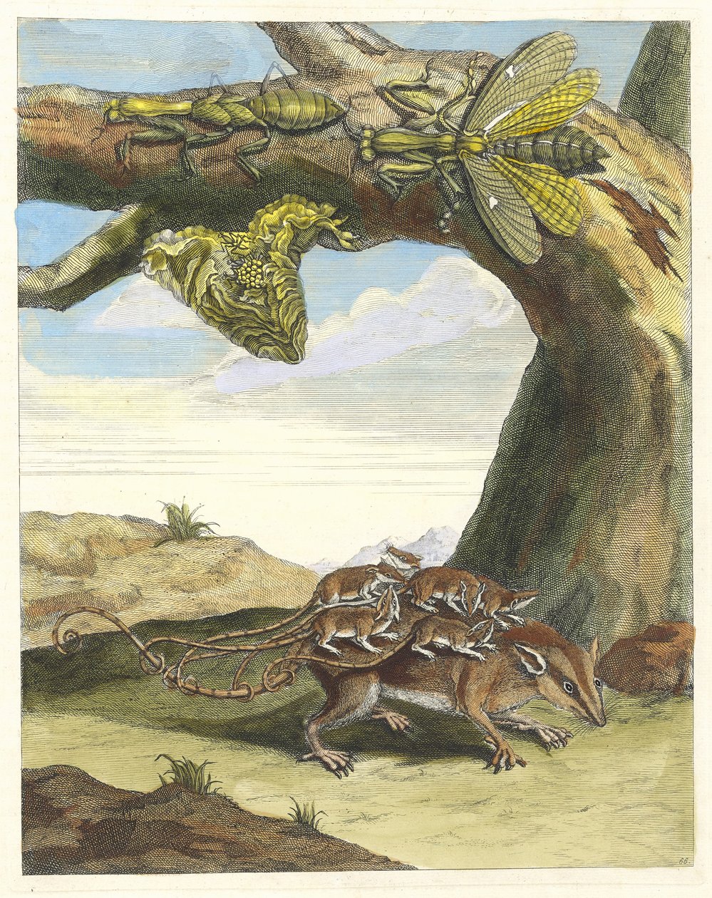 ラット・デ・フォレスト。 1705 年に『Metamorphosisinstorum Surinamensium』という本から。 作： マリア・シビラ・メリアン