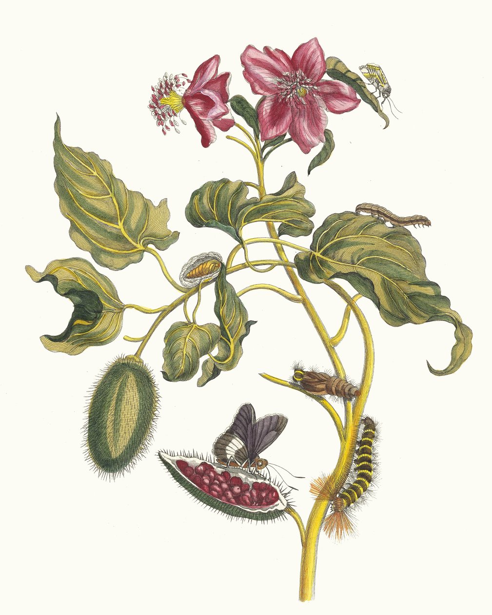 ロク。 1705 年に『Metamorphosisinstorum Surinamensium』という本から。 作： マリア・シビラ・メリアン