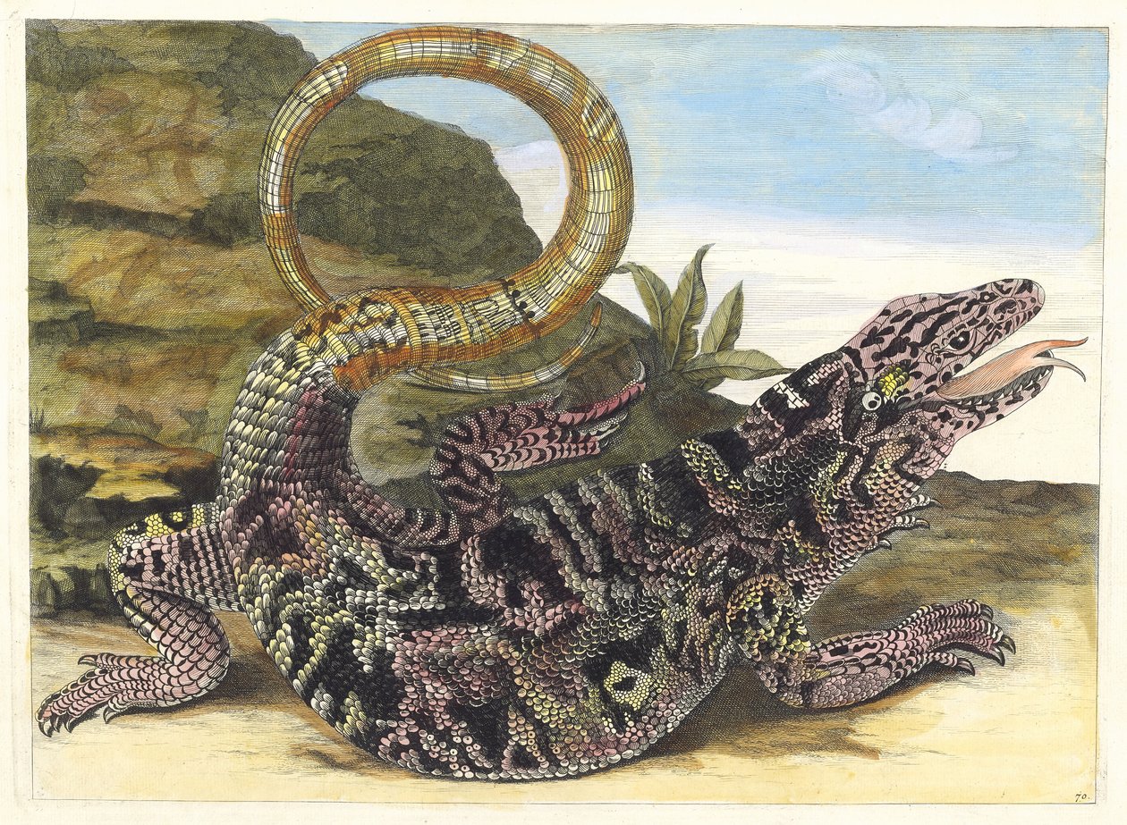 ソーヴガルド。 1705 年に『Metamorphosisinstorum Surinamensium』という本から。 作： マリア・シビラ・メリアン