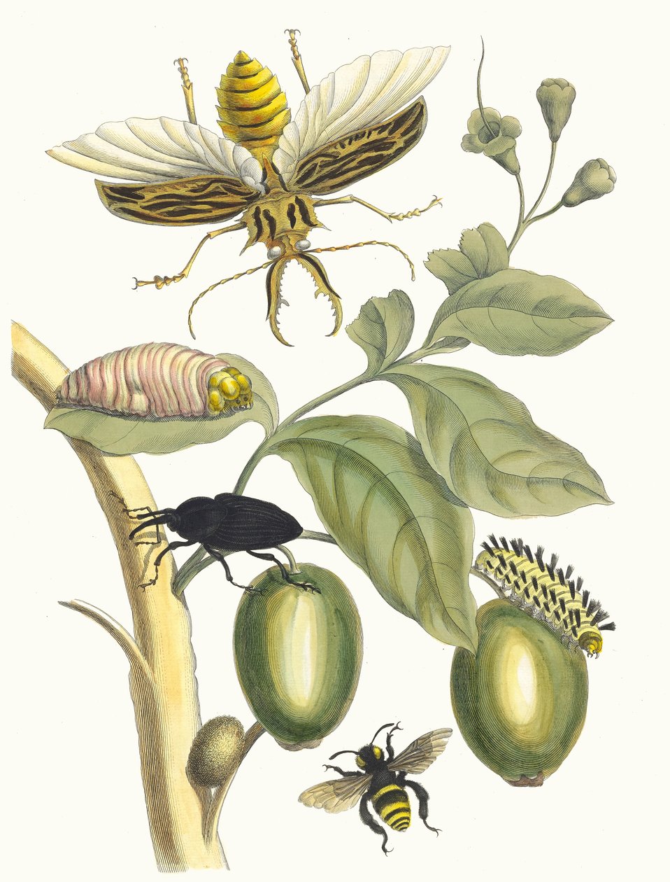 タブーバ。 1705 年に『Metamorphosisinstorum Surinamensium』という本から。 作： マリア・シビラ・メリアン