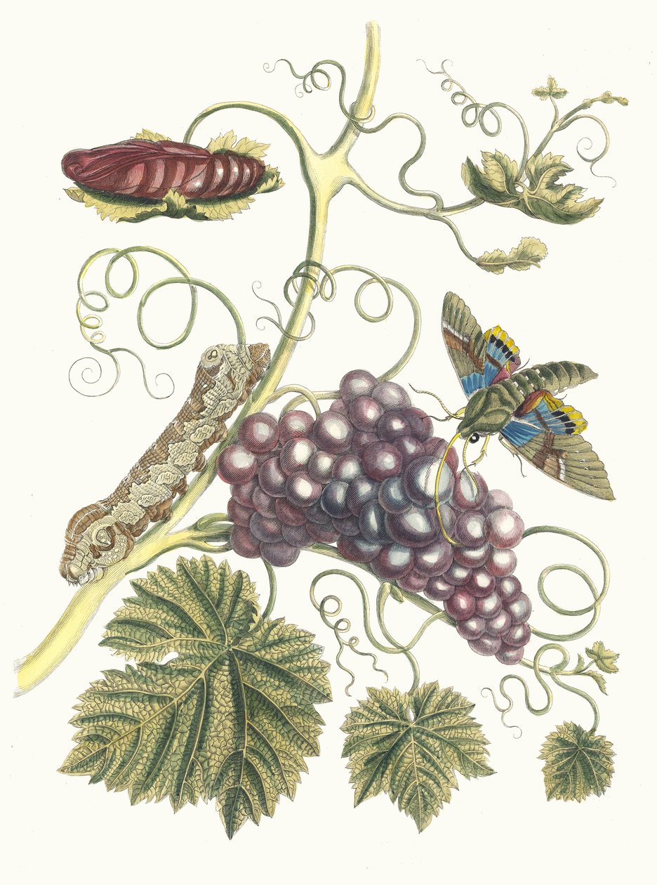 ヴィーニュ・ダメリク。 スリナムの昆虫の本変態、1705年から。 作： マリア・シビラ・メリアン