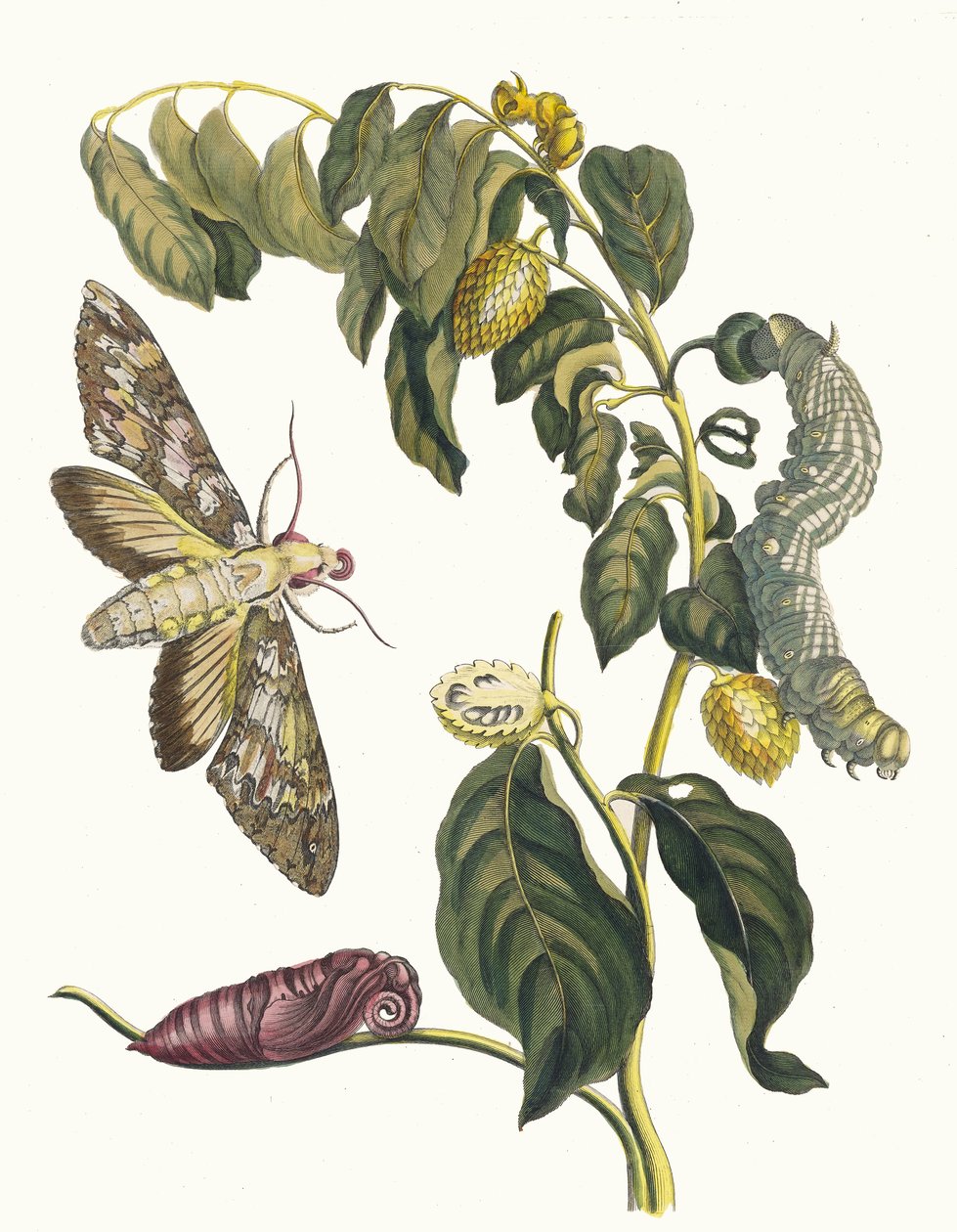 ズルサク。 1705 年に『Metamorphosisinstorum Surinamensium』という本から。 作： マリア・シビラ・メリアン