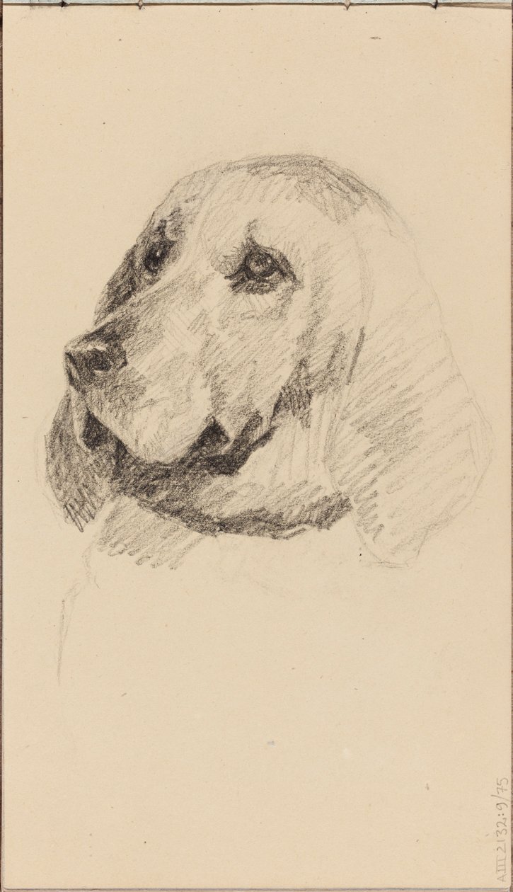 犬の頭部 作： マリア・ウィーク