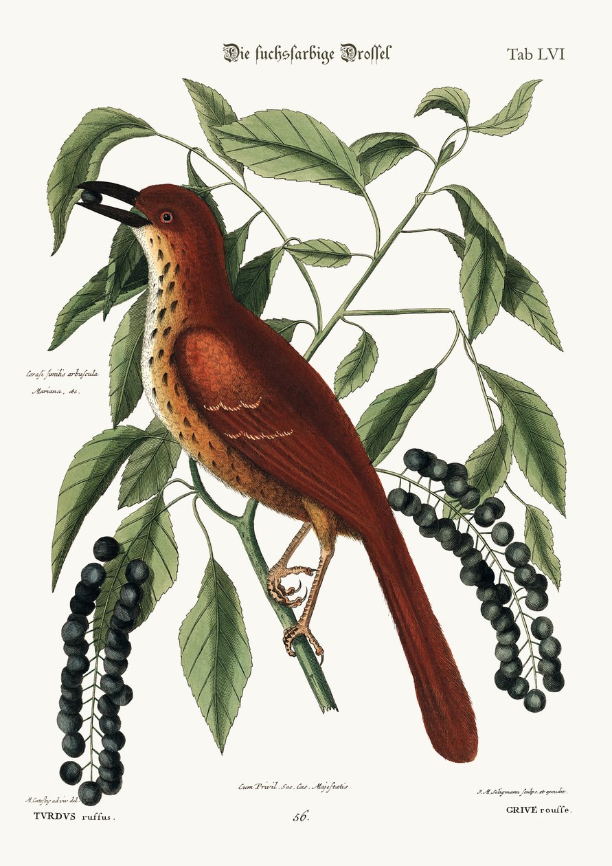 キツネ色のツグミ、1749-73 作： マーク・ケイツビー