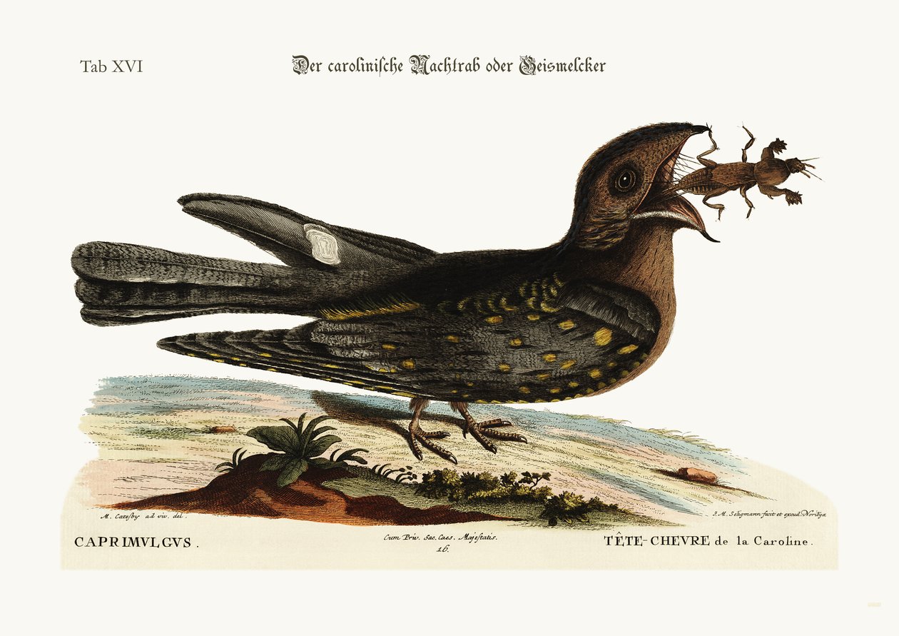 カロライナのヤギ吸盤、1749-73 作： マーク・ケイツビー