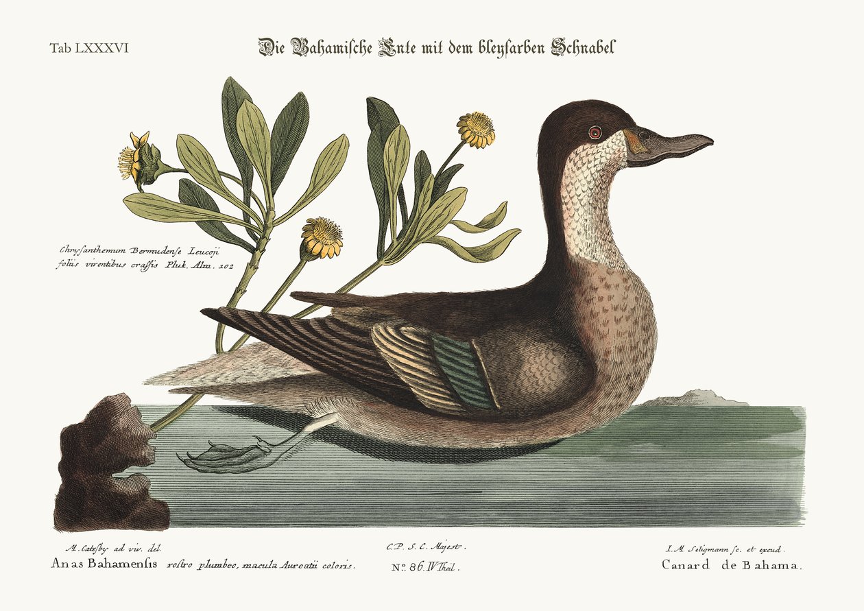 Ilathera Duck、1749-73 作： マーク・ケイツビー