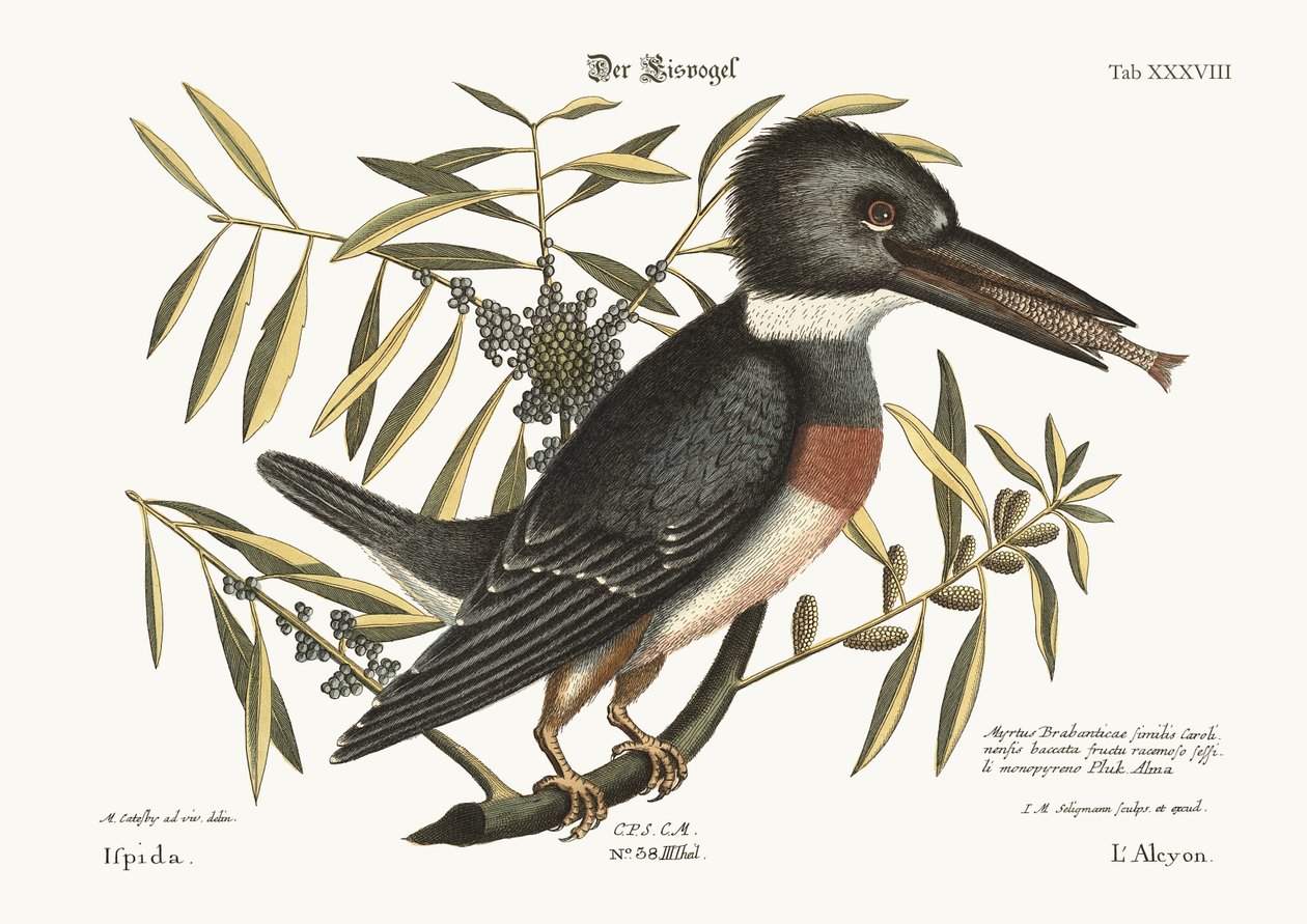 カワセミ、1749-73 作： マーク・ケイツビー