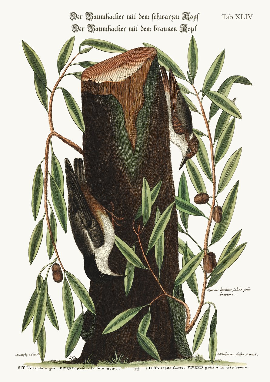 Nuthatch。小さなナッチ、1749-73 作： マーク・ケイツビー