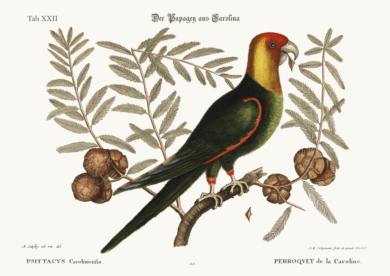 カロライナのオウム、1749-73 作： マーク・ケイツビー