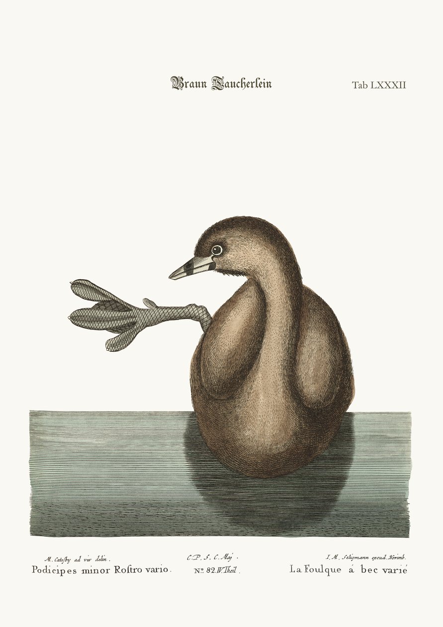 Pied-Bill Dobchick、1749-73 作： マーク・ケイツビー