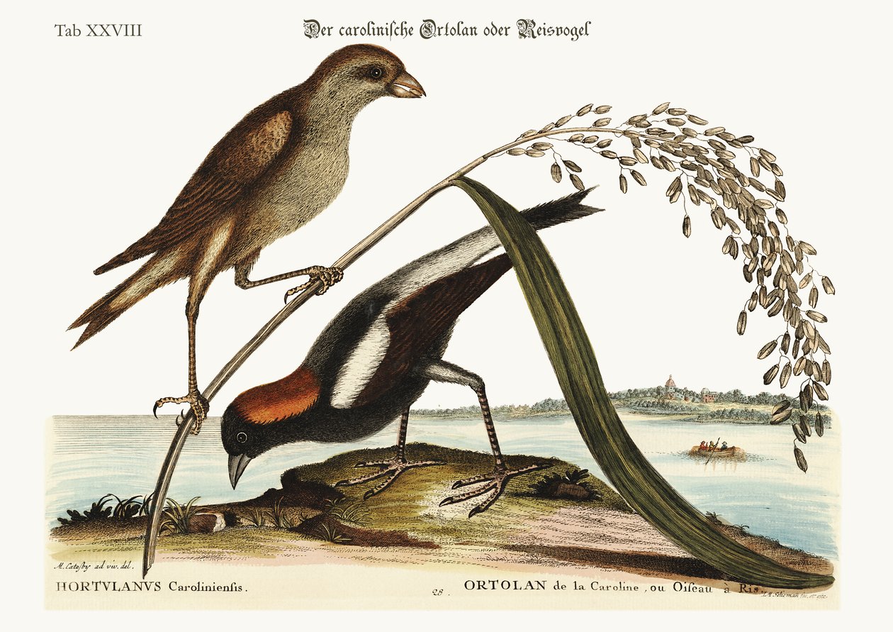 米鳥、1749-73 作： マーク・ケイツビー