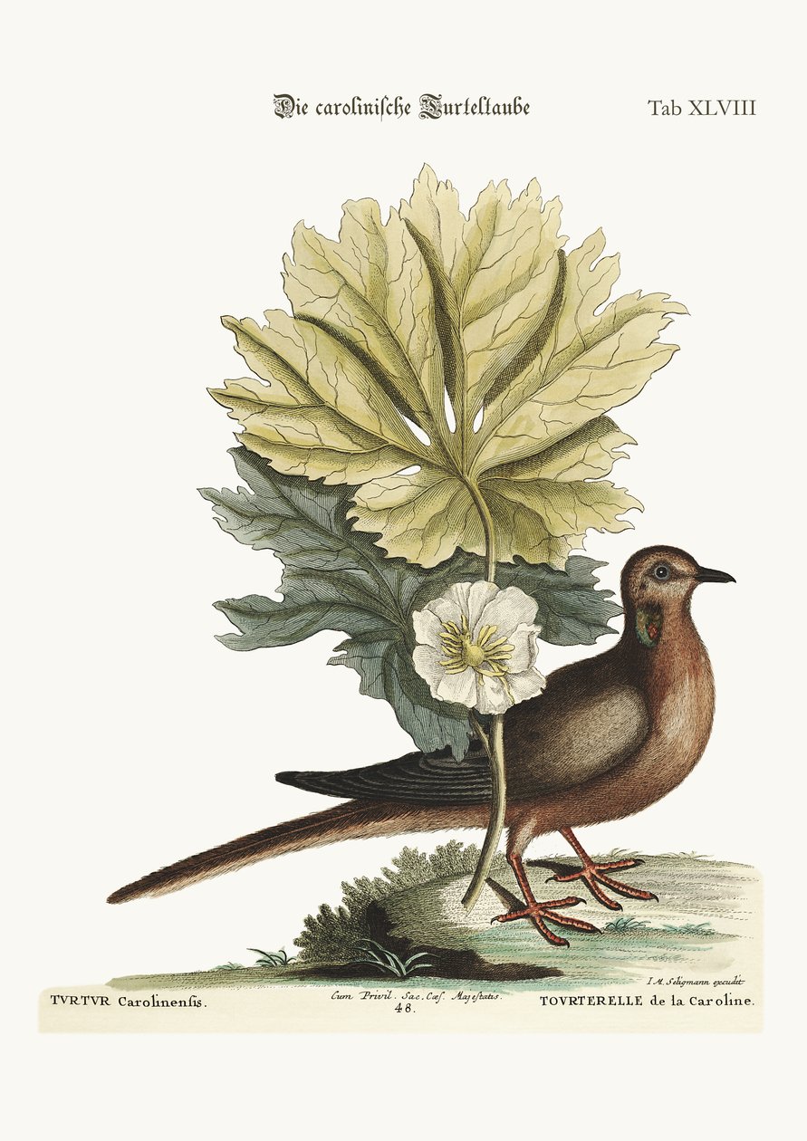 カロライナのカメ、1749-73 作： マーク・ケイツビー