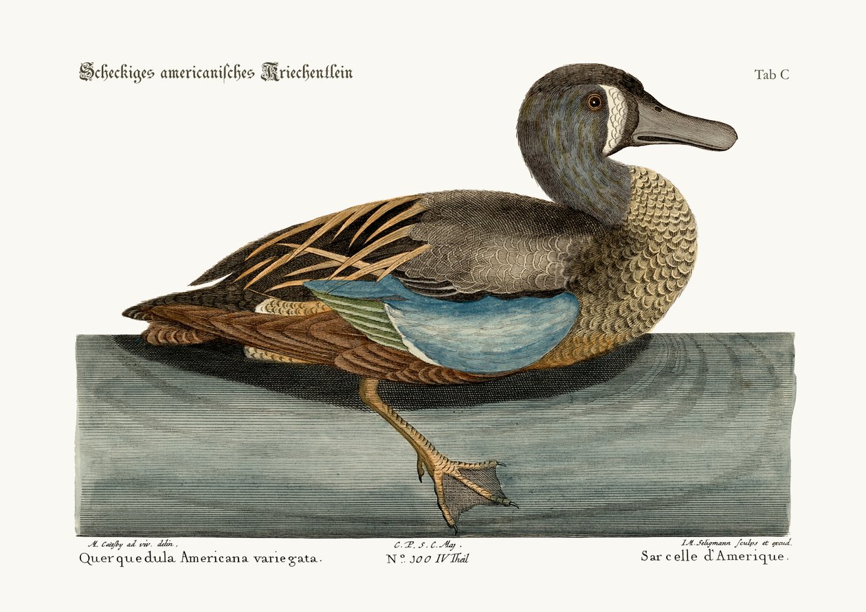 白い顔のティール、1749-73 作： マーク・ケイツビー