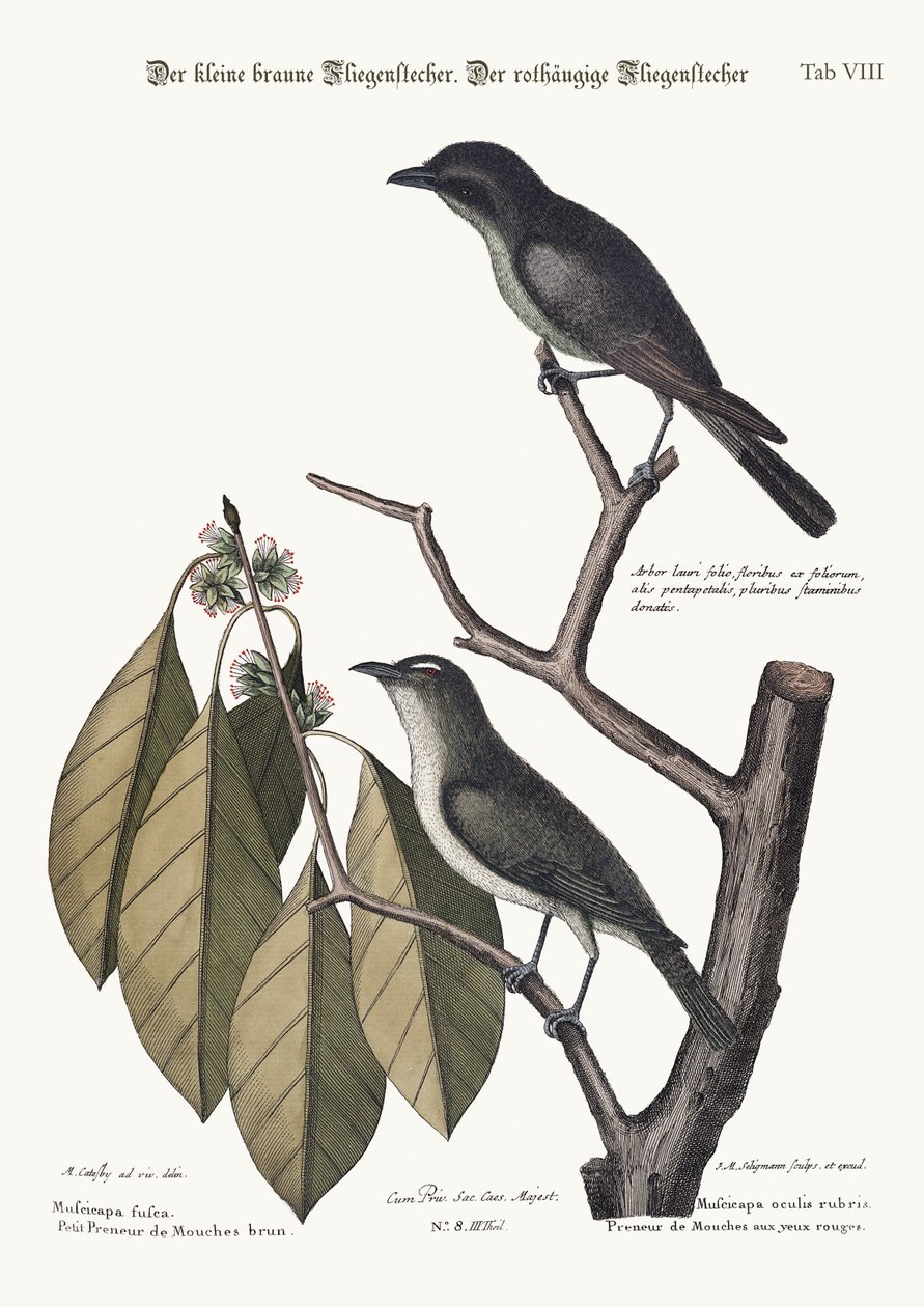 少し茶色のヒタキ。赤い目のヒタキ、1749-73 作： マーク・ケイツビー