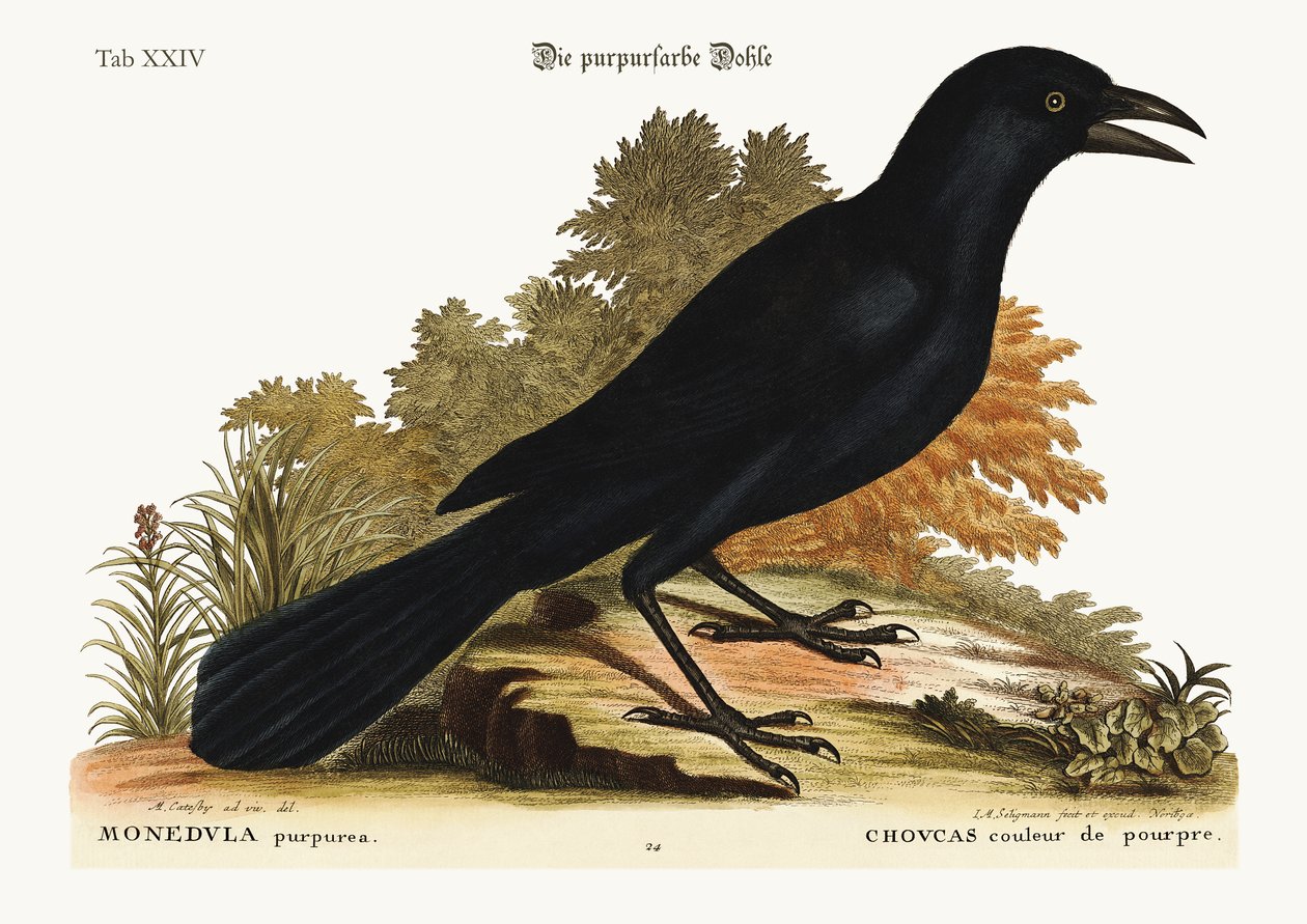 紫のジャックドー、1749年〜73年 作： マーク・ケイツビー