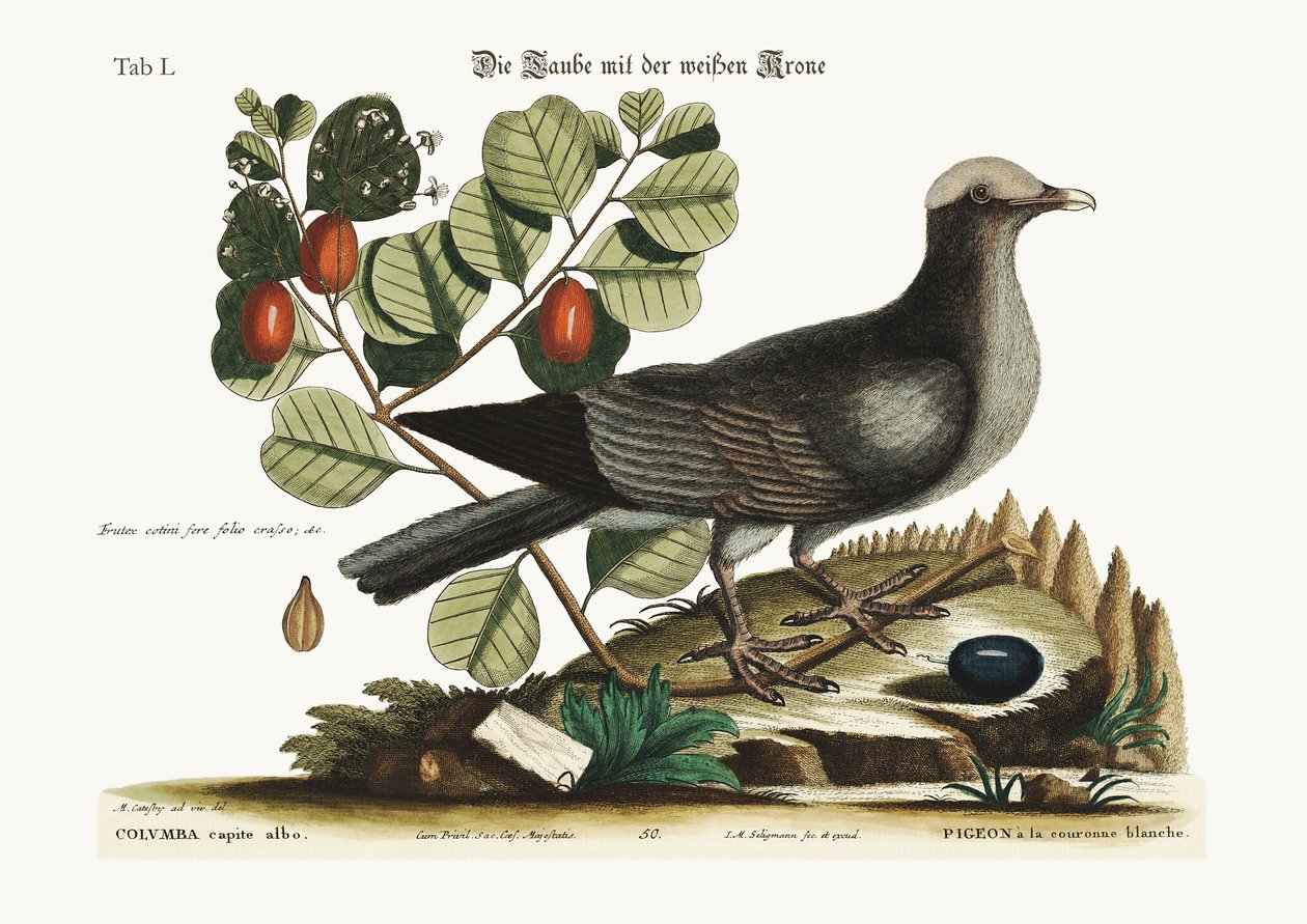 白鳥の鳩、1749-73 作： マーク・ケイツビー