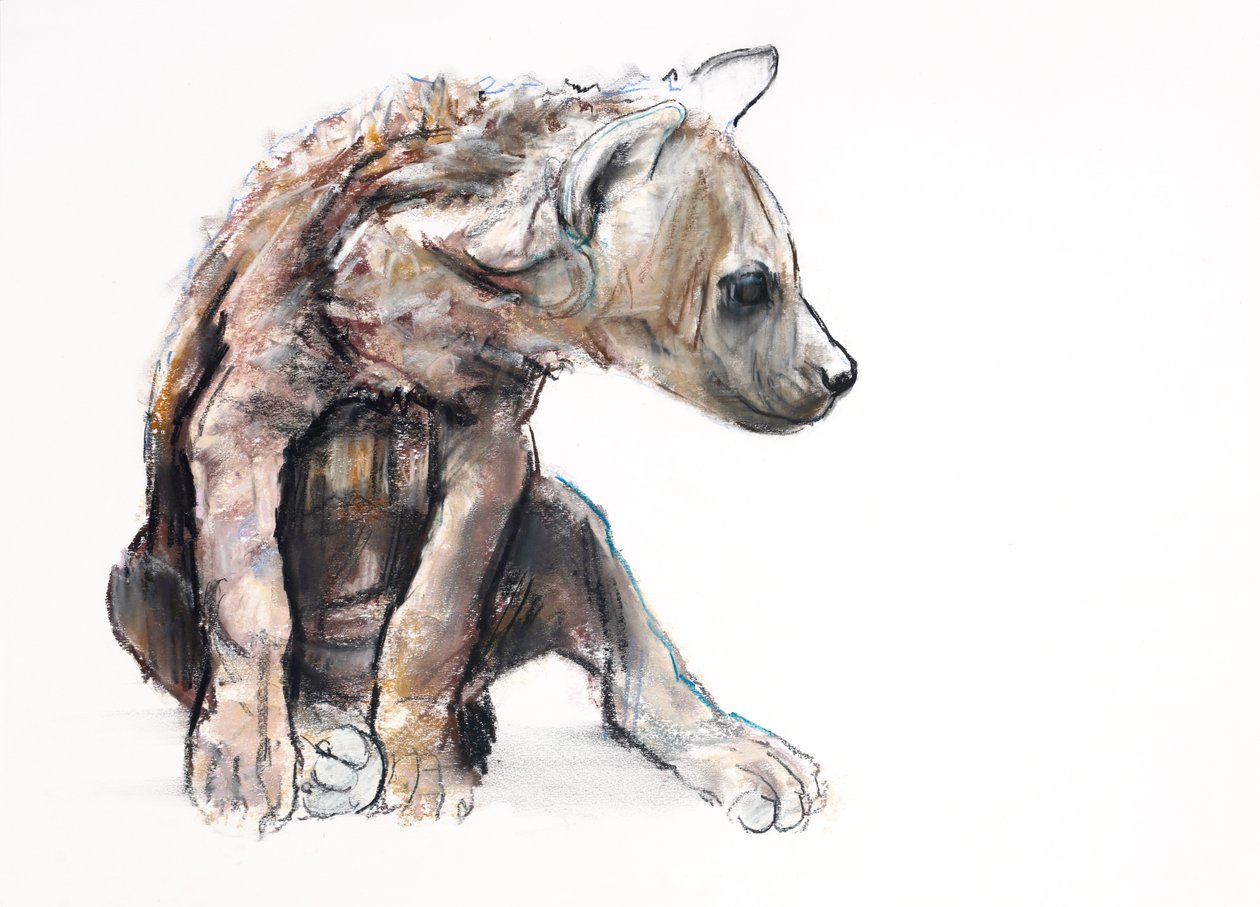 ハイエナの子犬（横顔）」2019年（紙にコンテと木炭 作： マーク・アドリントン