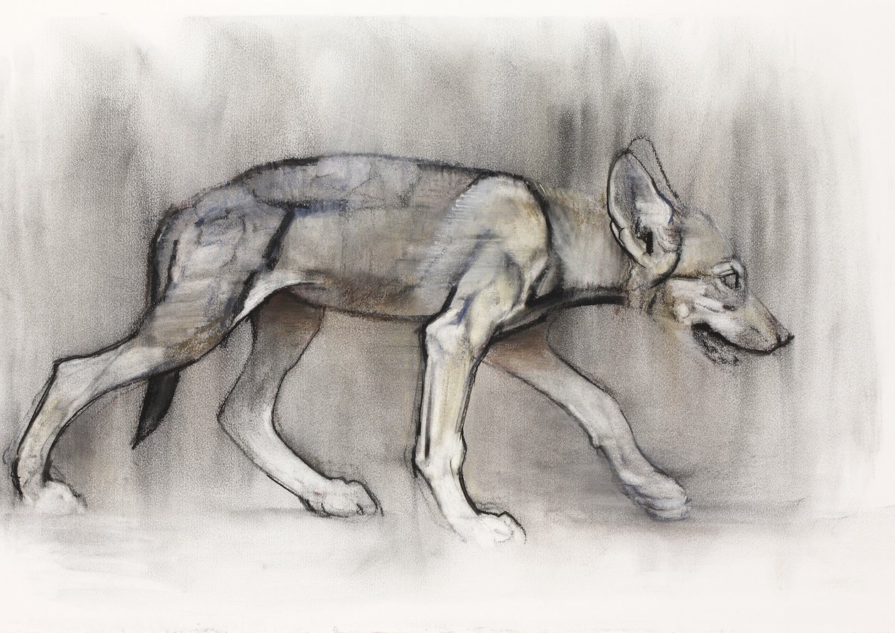 Lean Pup（Arabian Wolf）、2009（紙にコンテと木炭） 作： マーク・アドリントン