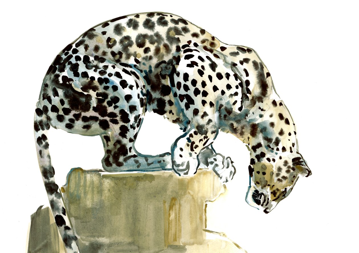 Spine（Arabian Leopard）、2015、（水彩、ガッシュ、紙） 作： マーク・アドリントン