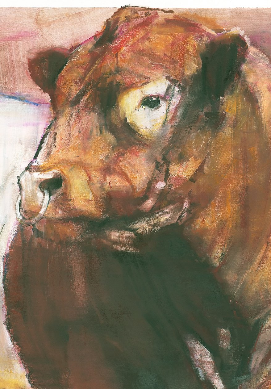 Zeus、Red Belted Galloway Bull、2006ミクストメディア、275255の紙の詳細 作： マーク・アドリントン